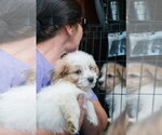 Andie - NO MORE APPLICATIONS PLEASE!!! - Female Cairn Terrier-Unknown Mix Dog for Adoption - Small photo