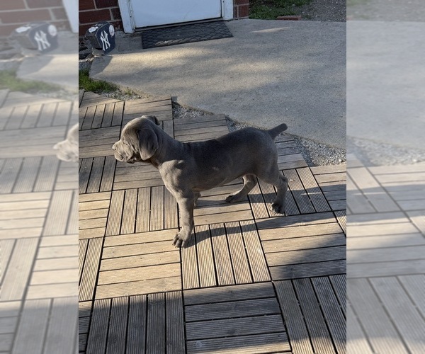 Medium Photo #5 Cane Corso Puppy For Sale in STUART, IA, USA