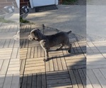 Small #4 Cane Corso