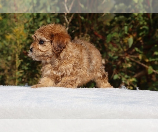 Medium Photo #4 ShihPoo Puppy For Sale in DYERSBURG, TN, USA