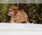Small #3 ShihPoo