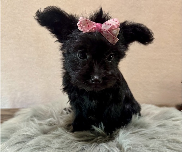 Medium Photo #1 YorkiePoo Puppy For Sale in NAPPANEE, IN, USA