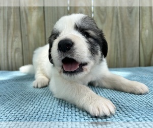 Medium Great Pyrenees