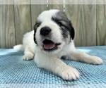 Puppy Tala Great Pyrenees