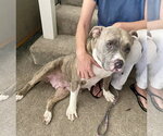 Small #1 Bulldog Mix