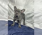 Small Photo #5 French Bulldog Puppy For Sale in GLENVILLE, CT, USA