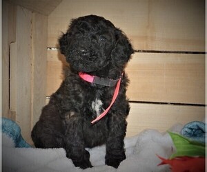 Goldendoodle (Miniature) Puppy for sale in LUBLIN, WI, USA