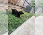 Puppy Orange Dutch Shepherd Dog
