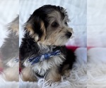 Small #6 Morkie