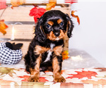 Small #3 Cavalier King Charles Spaniel