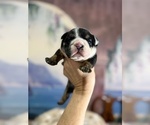 Small #6 English Bulldog