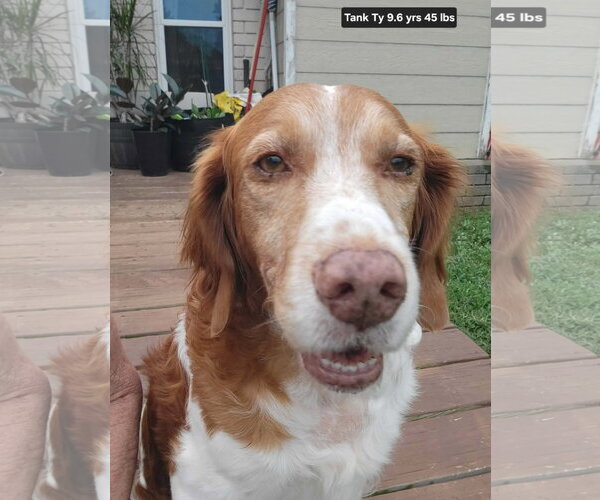 Medium Photo #6 Brittany Puppy For Sale in Curwensville, PA, USA