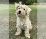 Small #4 Wheaten Terrier Mix