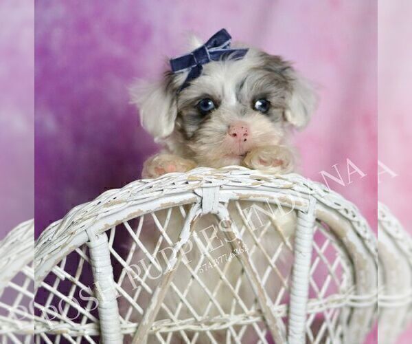 Medium Photo #34 Maltipoo (Toy) Puppy For Sale in WARSAW, IN, USA