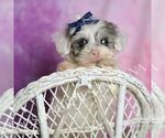 Small #4 Maltipoo (Toy)