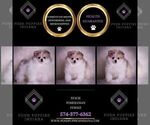 Small Photo #79 Pomeranian Puppy For Sale in WARSAW, IN, USA