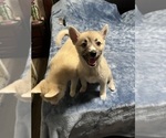 Small #75 Pomsky