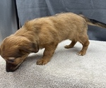 Small Photo #20 Chiweenie Puppy For Sale in SAINT AUGUSTINE, FL, USA