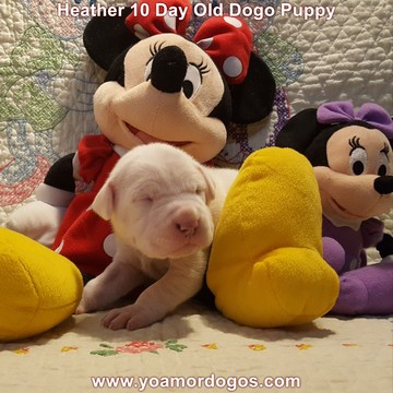 Medium Photo #34 Dogo Argentino Puppy For Sale in JANE, MO, USA