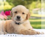 Small Golden Retriever