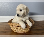 Small Photo #2 Golden Retriever Puppy For Sale in SIOUX FALLS, SD, USA