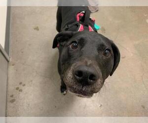 Medium Labrador Retriever
