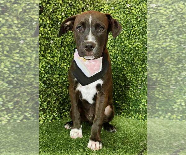 Medium Photo #1 American Pit Bull Terrier-Unknown Mix Puppy For Sale in San Diego, CA, USA
