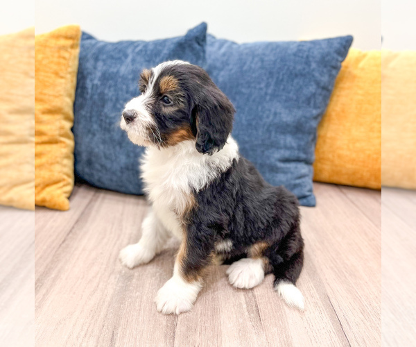 Medium Photo #3 Bernedoodle (Miniature) Puppy For Sale in DUNDEE, OH, USA