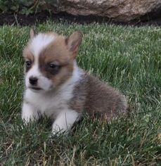 Pembroke Welsh Corgi Puppy for sale in ATWOOD, IL, USA