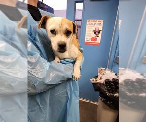 Mutt Dogs for adoption in San Antonio, TX, USA