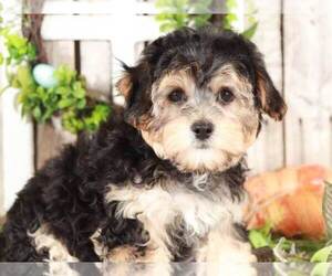 Yo-Chon Puppy for sale in MOUNT VERNON, OH, USA