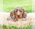Small #1 Dachshund