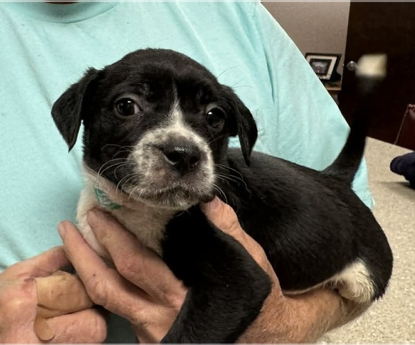 Medium Photo #5 Mutt Puppy For Sale in Holly Springs, NC, USA