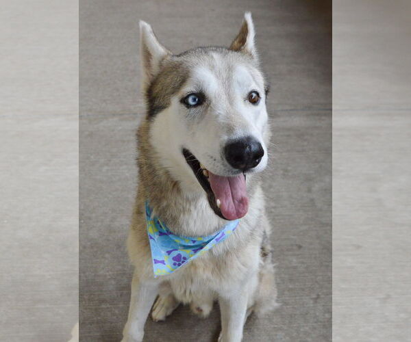Medium Photo #2 Huskies -Unknown Mix Puppy For Sale in McKinney, TX, USA