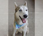 Small #1 Huskies  Mix