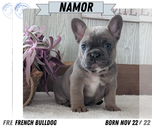 Medium French Bulldog