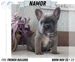Puppy Namor French Bulldog