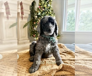 Golden Mountain Doodle Puppy for sale in HIGHLAND, UT, USA