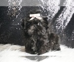 Small Photo #36 Shih Tzu Puppy For Sale in WARSAW, IN, USA