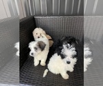 Small Photo #2 Morkie Puppy For Sale in HOLLYWOOD, FL, USA