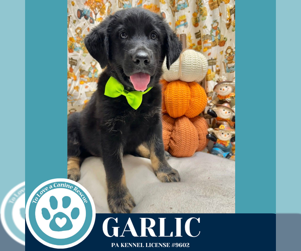 Medium Photo #3 German Shepherd Dog-Unknown Mix Puppy For Sale in Kimberton, PA, USA