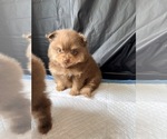Small #2 Pomeranian