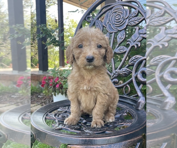 Medium Photo #1 Goldendoodle Puppy For Sale in MUSTANG, OK, USA