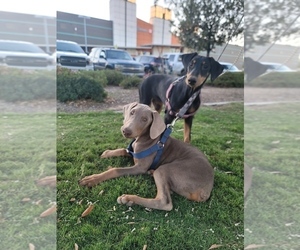 Doberman Pinscher Puppy for sale in HESPERIA, CA, USA