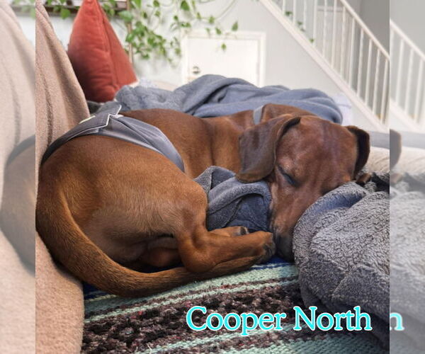 Medium Photo #12 Dachshund Puppy For Sale in San Antonio, TX, USA