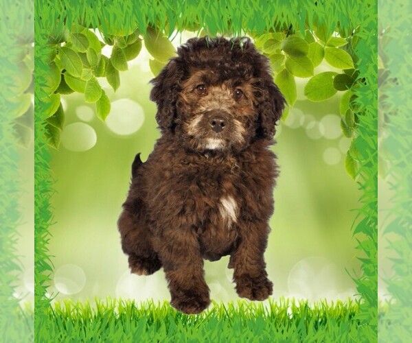 Medium Photo #1 Bernedoodle (Miniature) Puppy For Sale in PEYTON, CO, USA