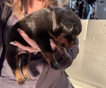 Small #2 Rottweiler