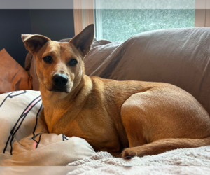 Carolina Dog-Unknown Mix Dogs for adoption in Cary, NC, USA