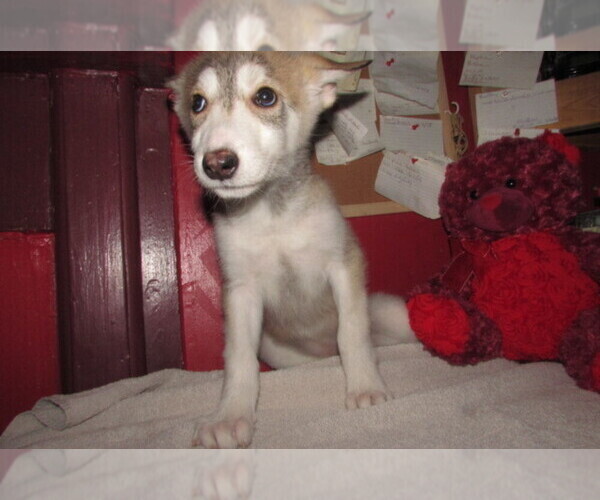 Medium Photo #1 Wolf Hybrid Puppy For Sale in BECKLEY, WV, USA
