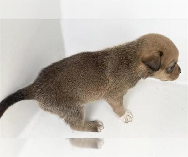 Medium Photo #1 Labrador Retriever Puppy For Sale in Houston, TX, USA